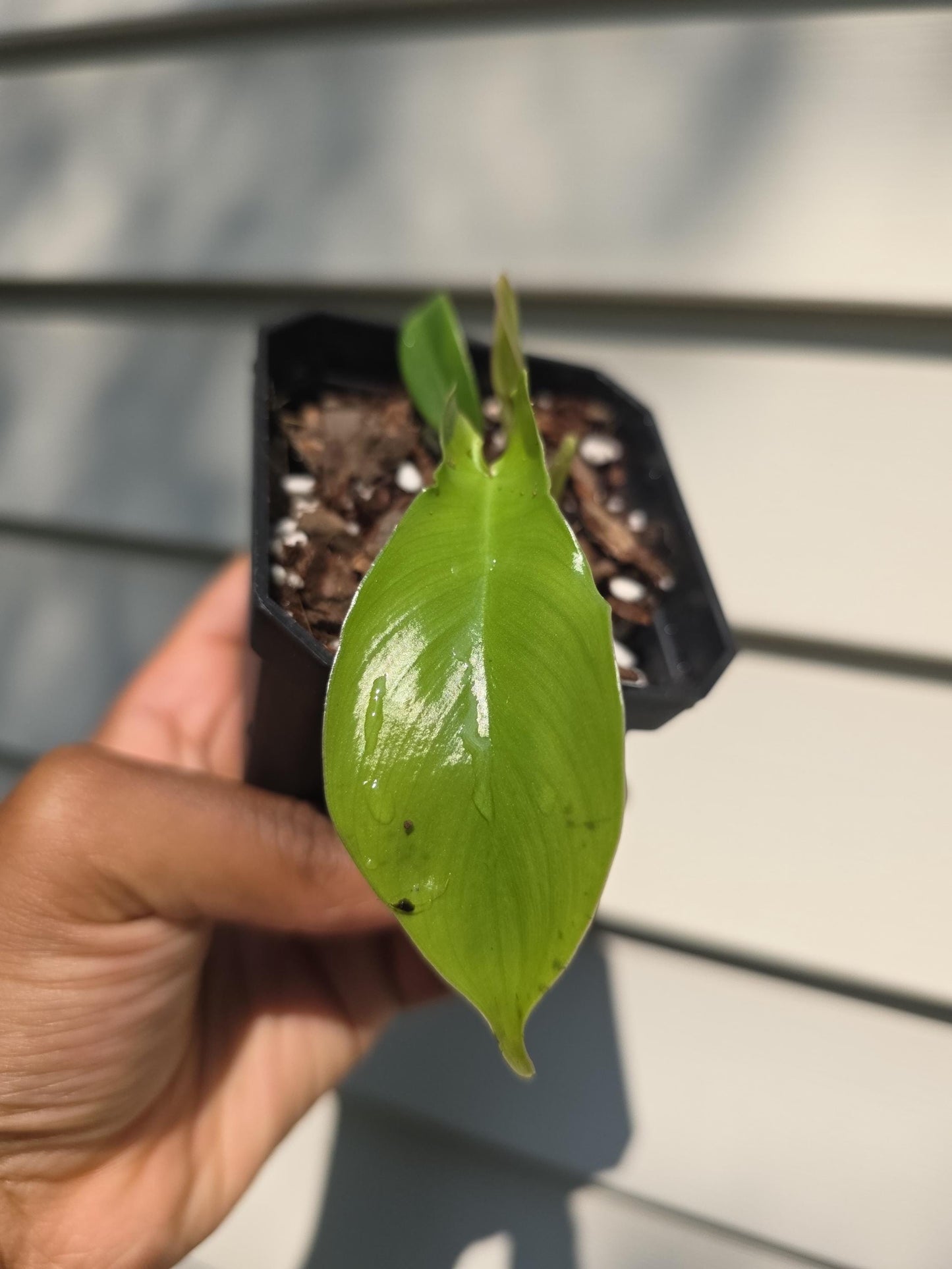 Philodendron 'Florida Beauty' (non-exact)