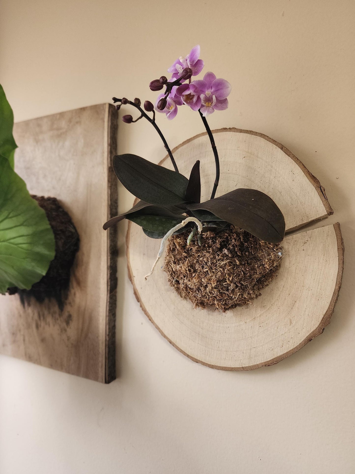 Mounted Orchid Display (exact plant)