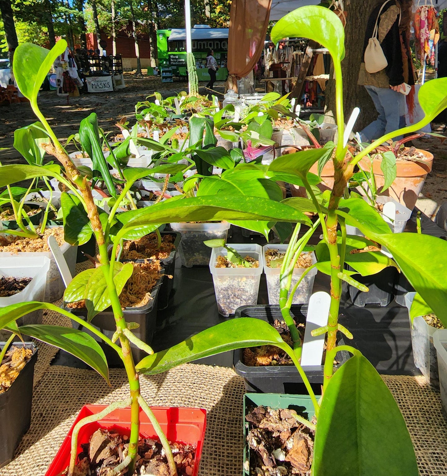 Mystery Plant Bundle - (Value 100)