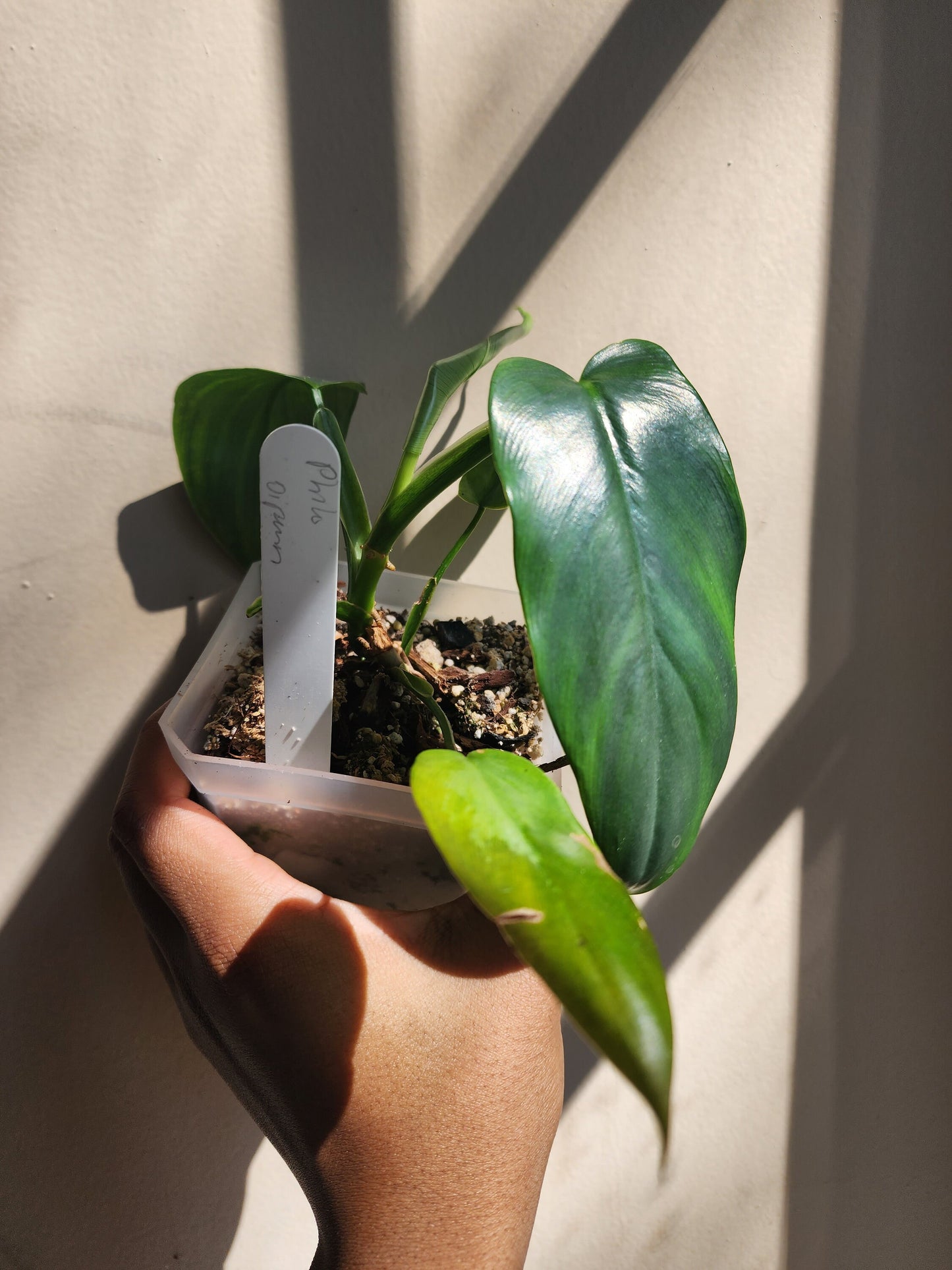 Philodendron bipennifolium (non-exact)