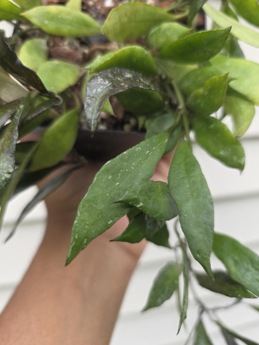 Hoya lacunosa Splash var. 'Royal Flush' (non-exact)