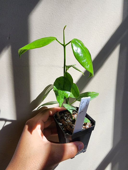 Hoya susseula (non-exact)