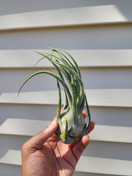 Tillandsia seleriana (exact)