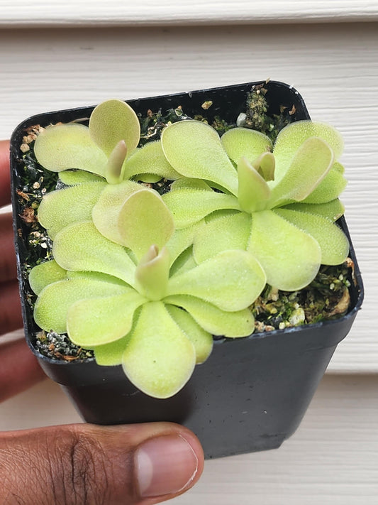 Pinguicula hybrid (non-exact)