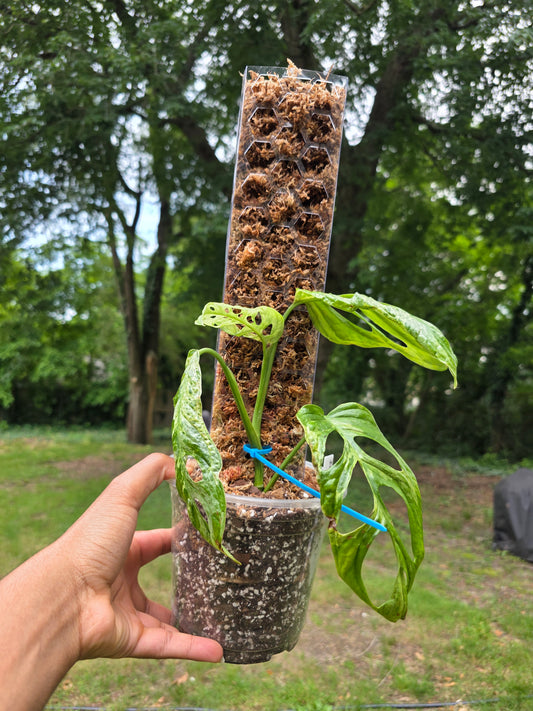 Reusable & Stackable Moss Pole