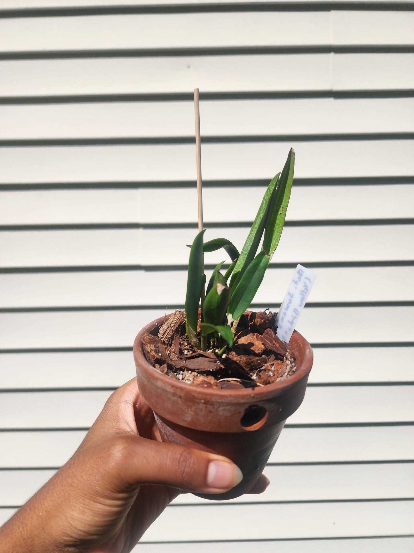 Orchid Assortment - Identified Orchid Hybrids & Species - Tropical Plants - Tropical Orchids - Live Plants