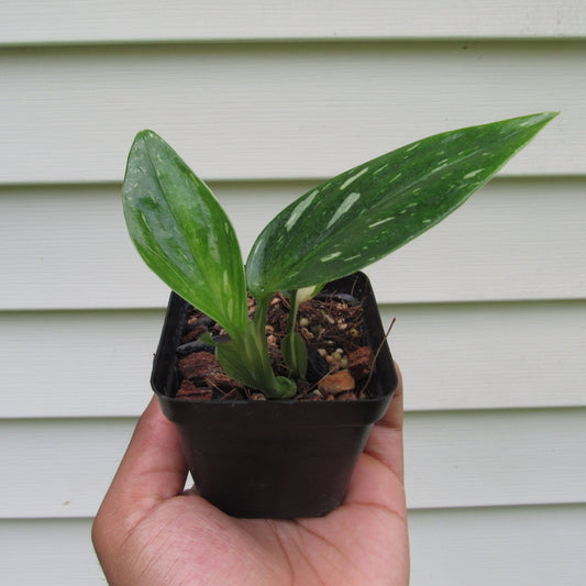 Monstera Standleyana Albo (non-exact)