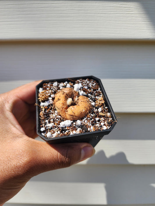 Sinningia leucotricha (non-exact)