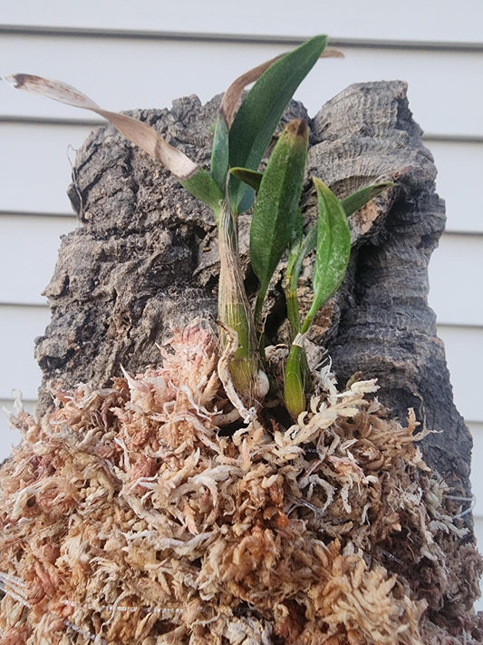 Dendrobium kingianum 'Fred' (exact)
