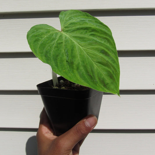 Philodendron verrucosum (non-exact)