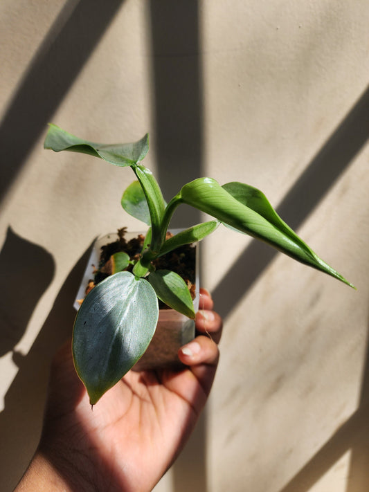 Philodendron hastatum 'Silver Sword' (non-exact)