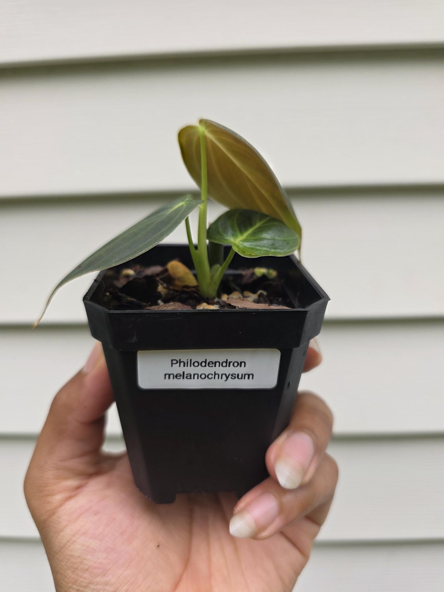 Philodendron melanochrysum (non-exact)
