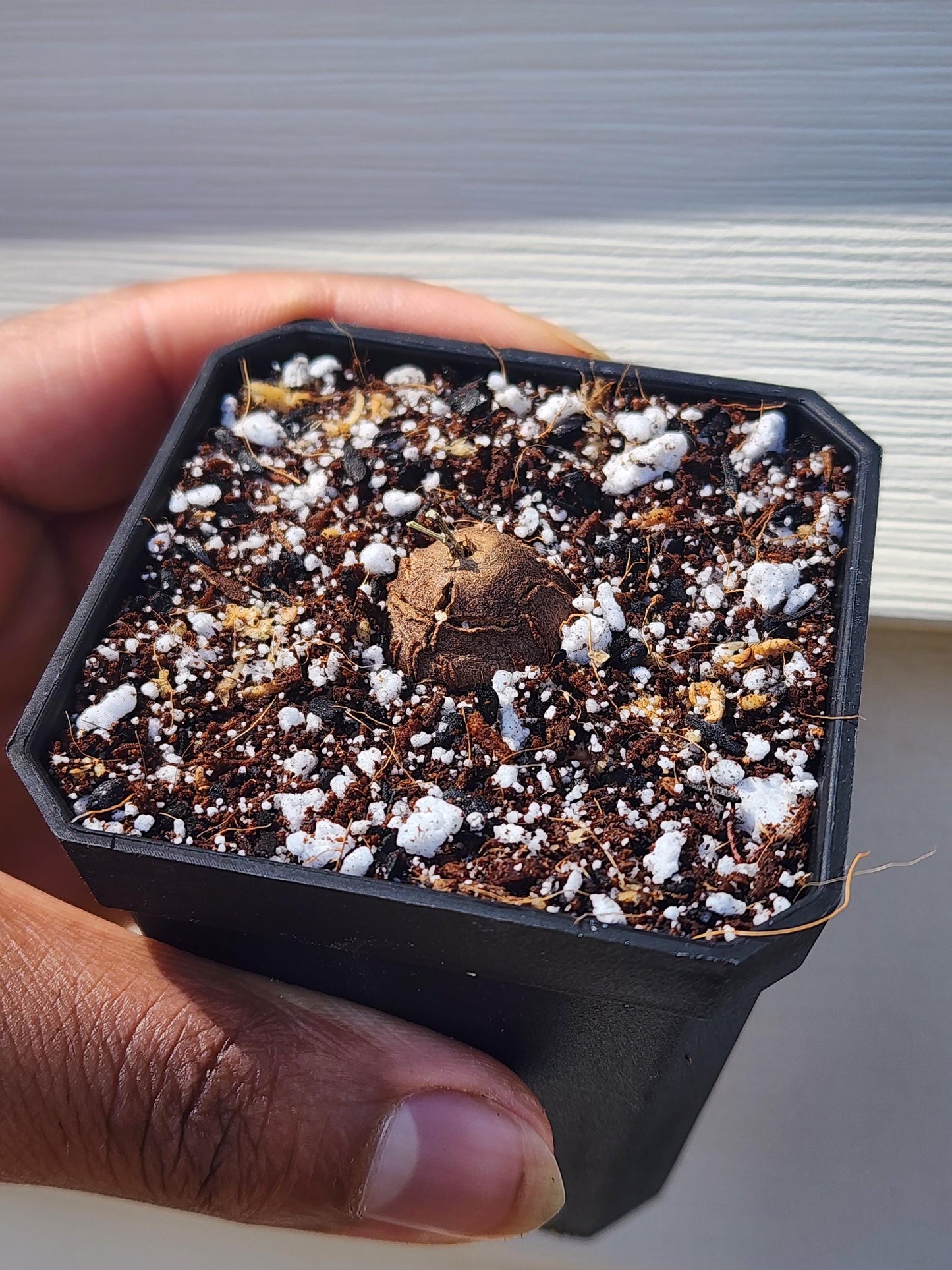 Dioscorea elephantipes Seedling (non-exact)