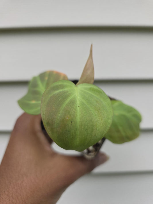 Philodendron camposportoanum (non-exact)