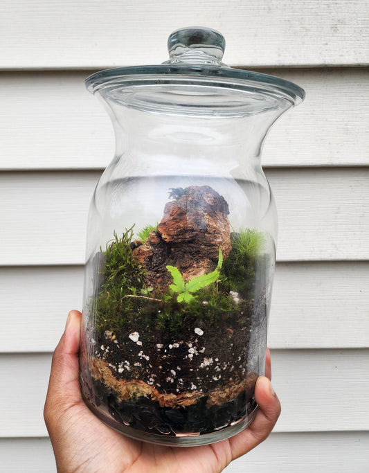 Bioactive Terrarium - Live Planted Ecosystem