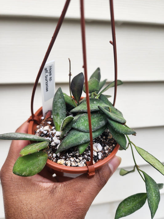Hoya Sp. Aff. burtoniae (non-exact)