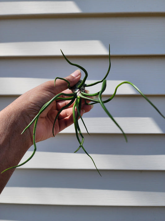 Tillandsia bulbosa 'Belize' (exact)