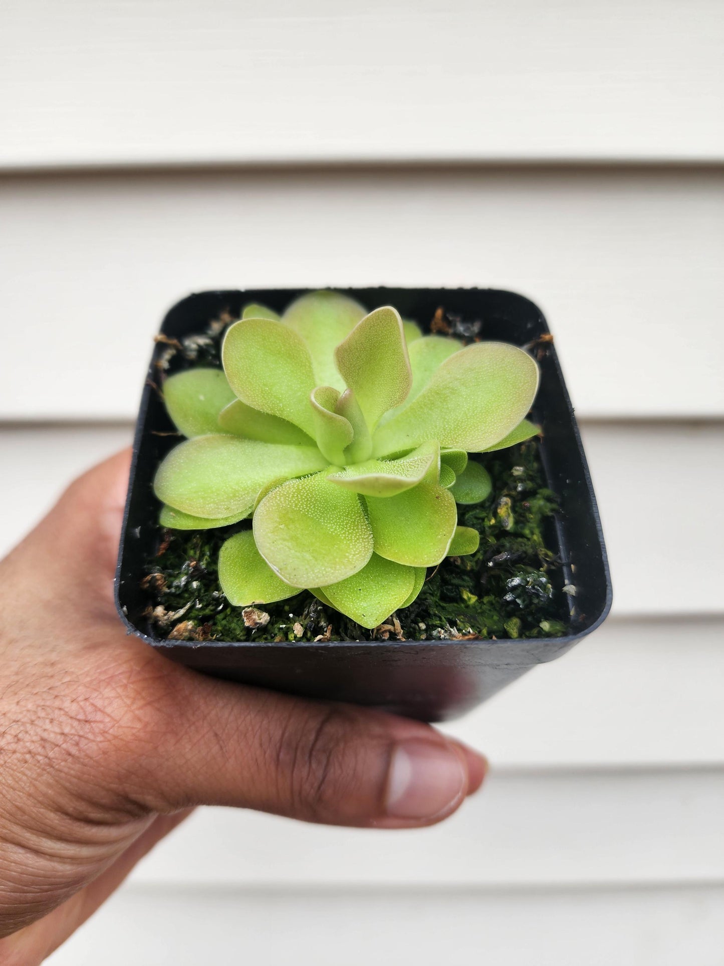 Pinguicula hybrid (non-exact)