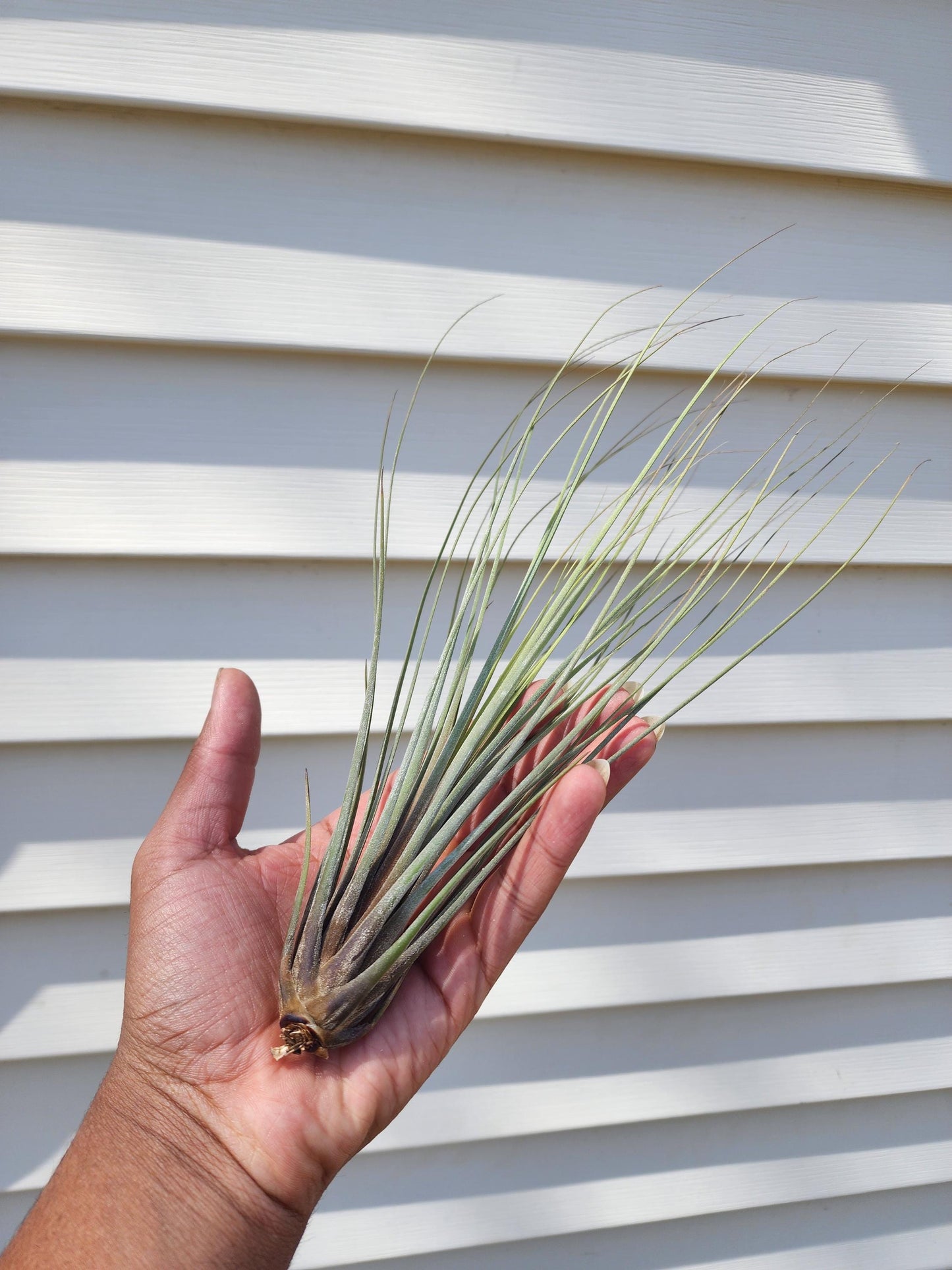 Tillandsia juncea (exact)