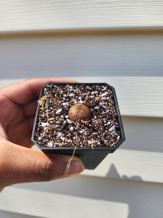 Dioscorea elephantipes Seedling (non-exact)