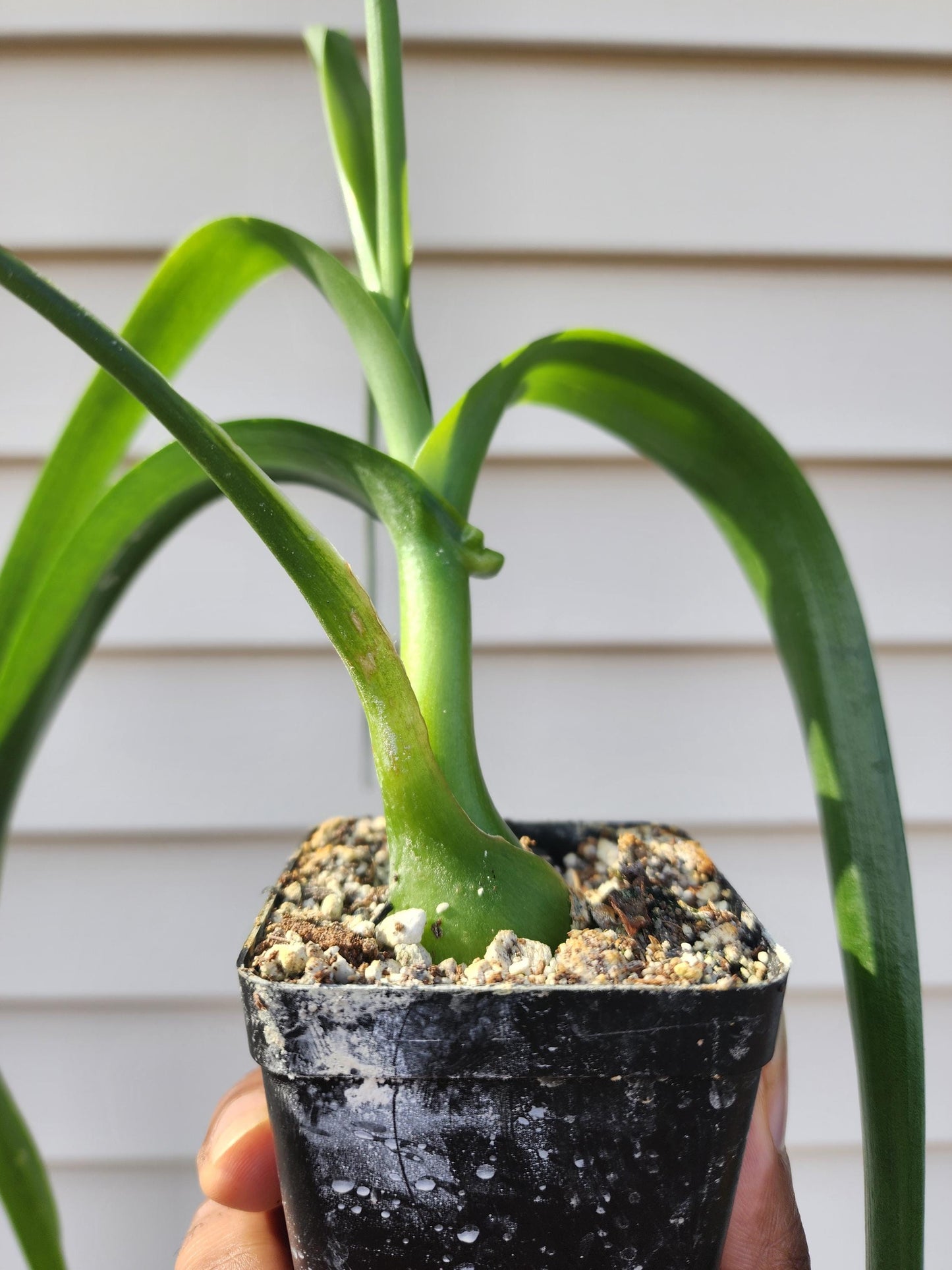 Albuca bracteata (syn. Ornithogalum longebracteatum; non-exact)