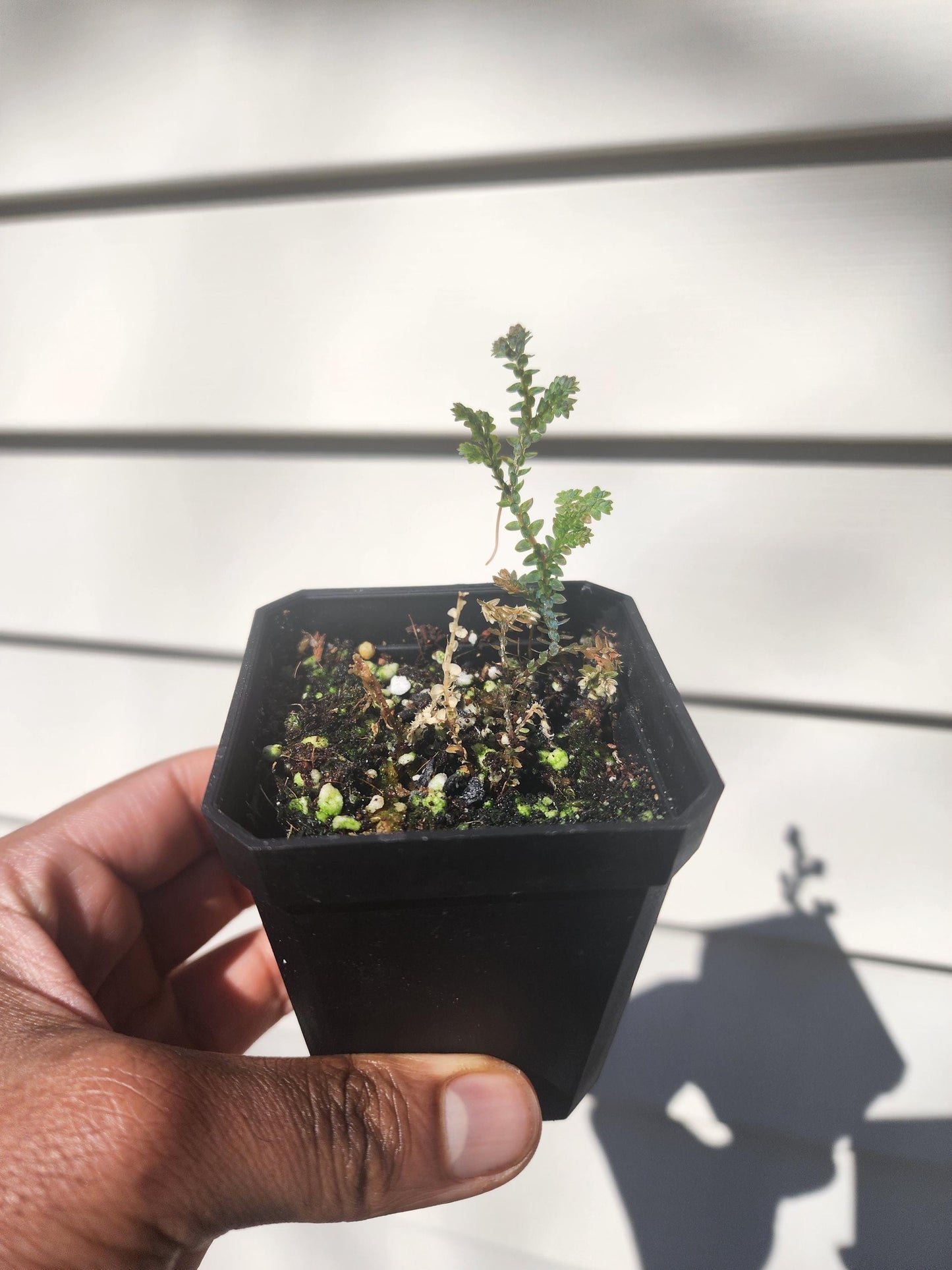 Selaginella uncinata (non-exact)
