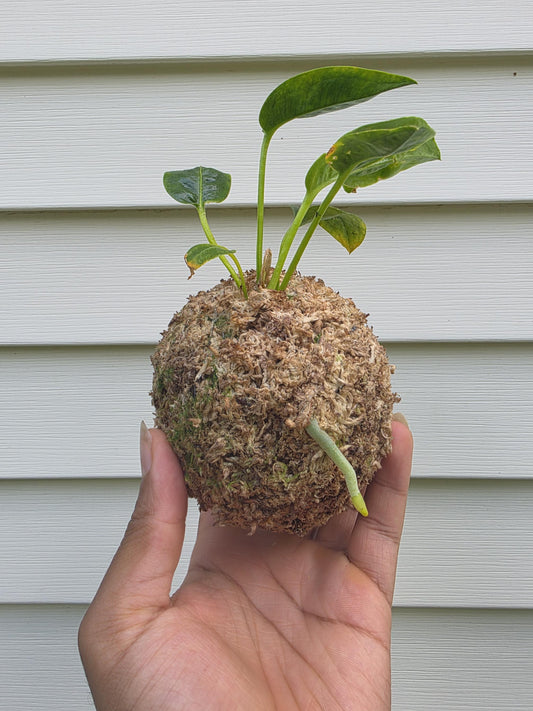 Handcrafted Kokedama Planter