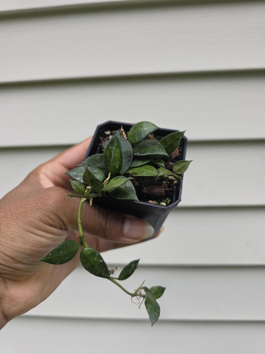 Hoya krohniana 'Splash' (non-exact)