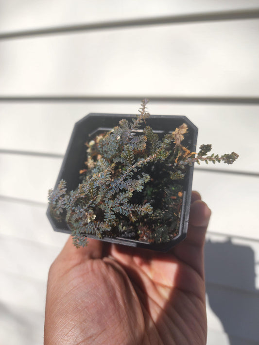 Selaginella uncinata (non-exact)