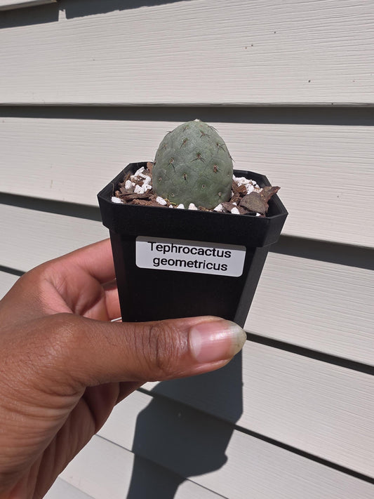 Tephrocactus geometricus - Rare Succulent - Plant Propagation - Potted, Rooted Plant
