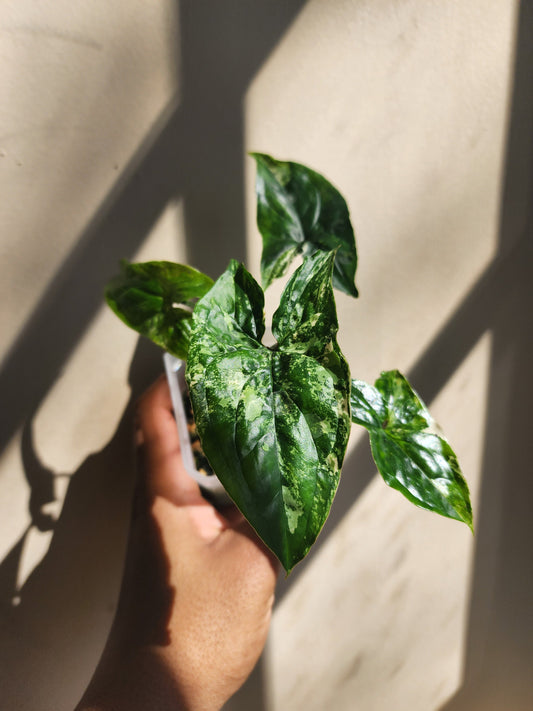 Syngonium podophyllum Albo (non-exact)