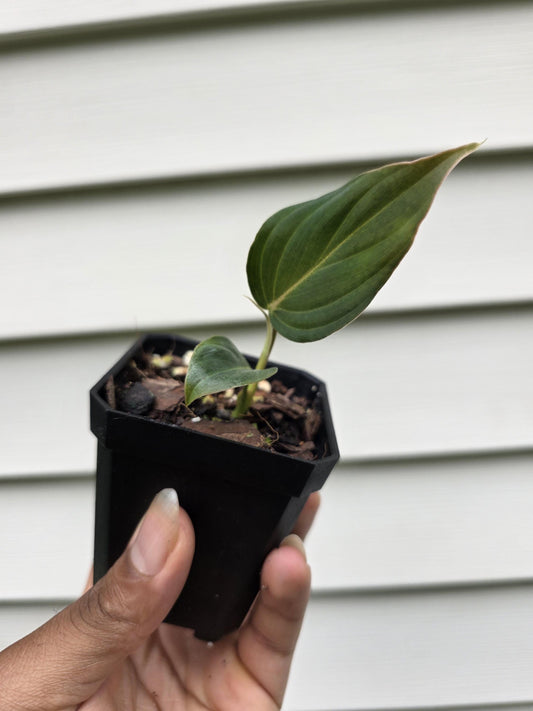 Philodendron 'Glorious' (non-exact)