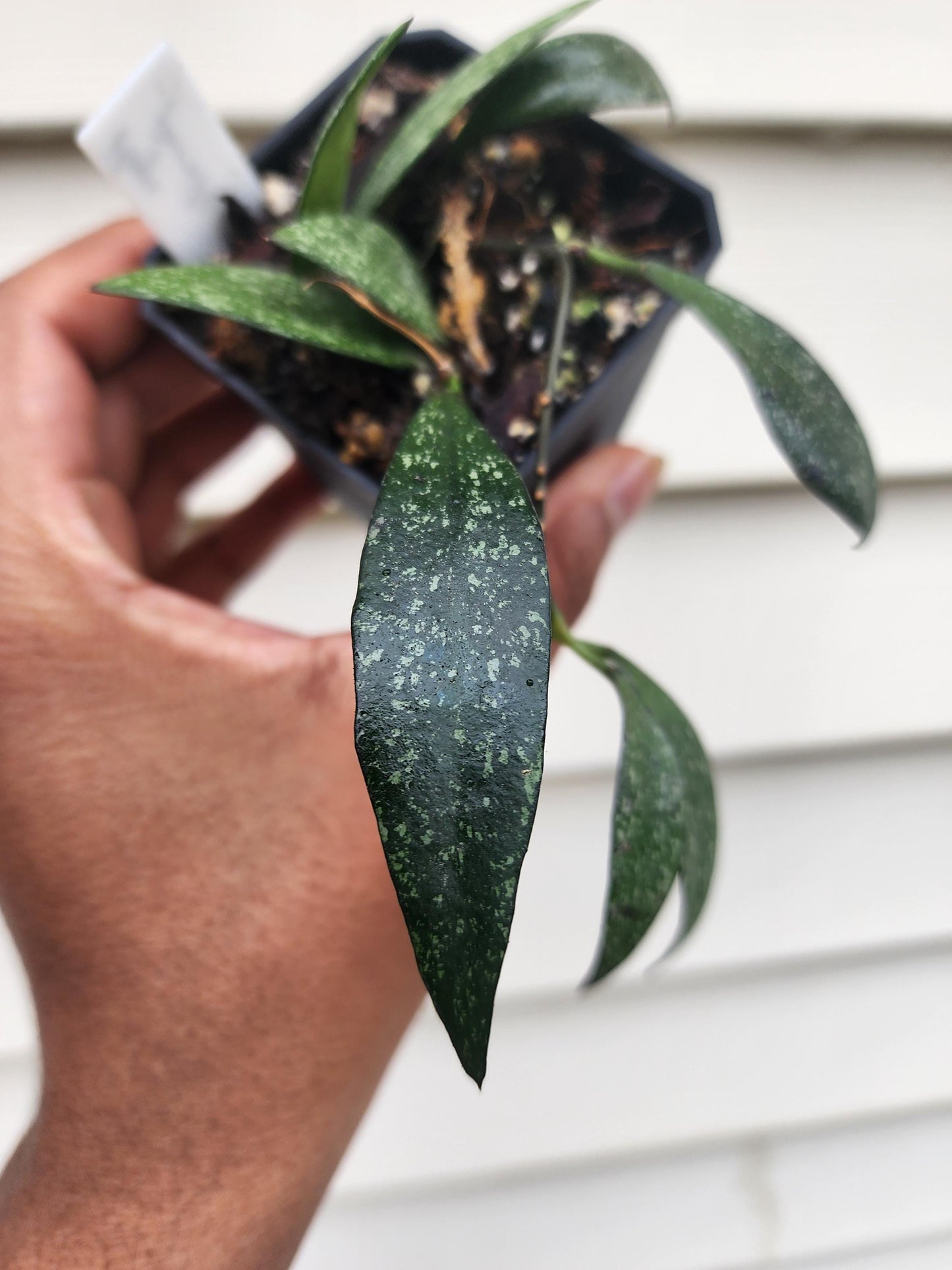 Hoya parviflora 'Splash' (non-exact)