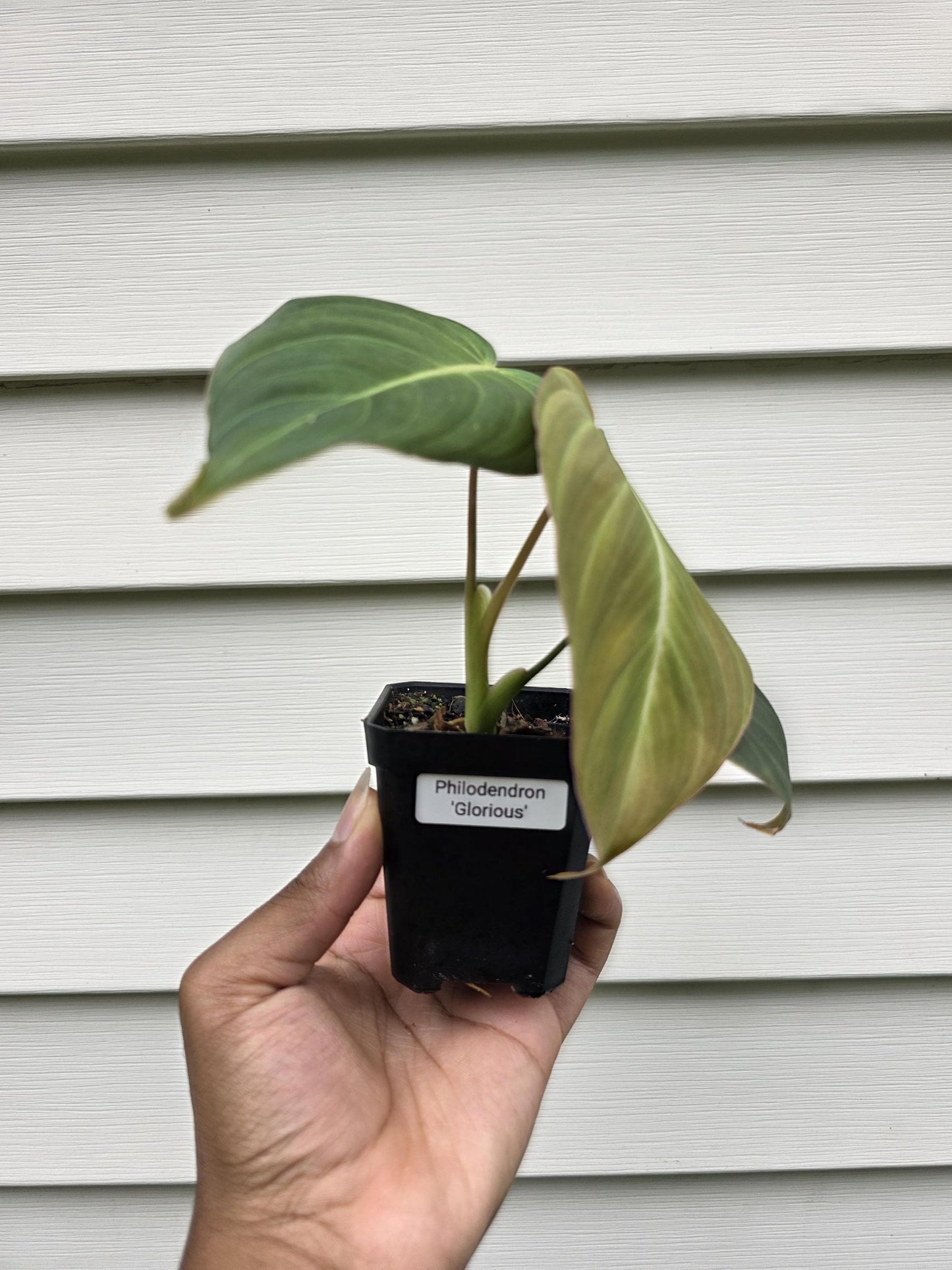 Philodendron 'Glorious' (non-exact)