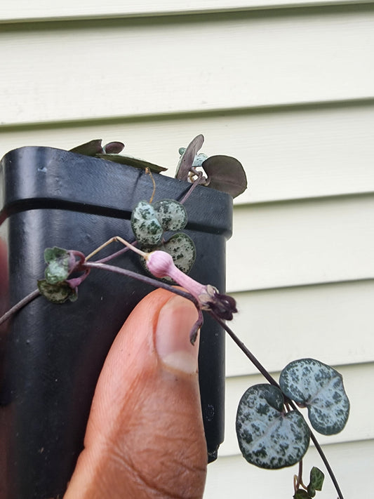 Ceropegia woodii 'String of Hearts' (non-exact)