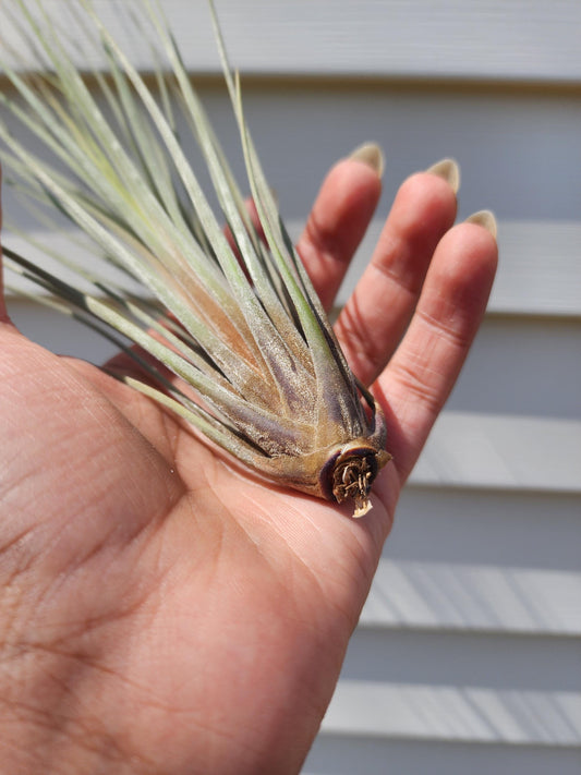 Tillandsia juncea (exact)
