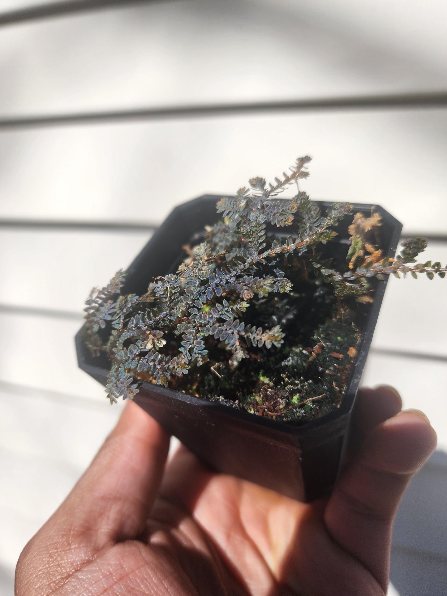 Selaginella uncinata (non-exact)