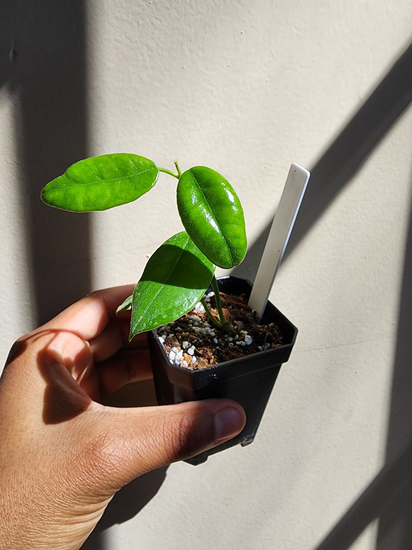 Hoya susseula (non-exact)