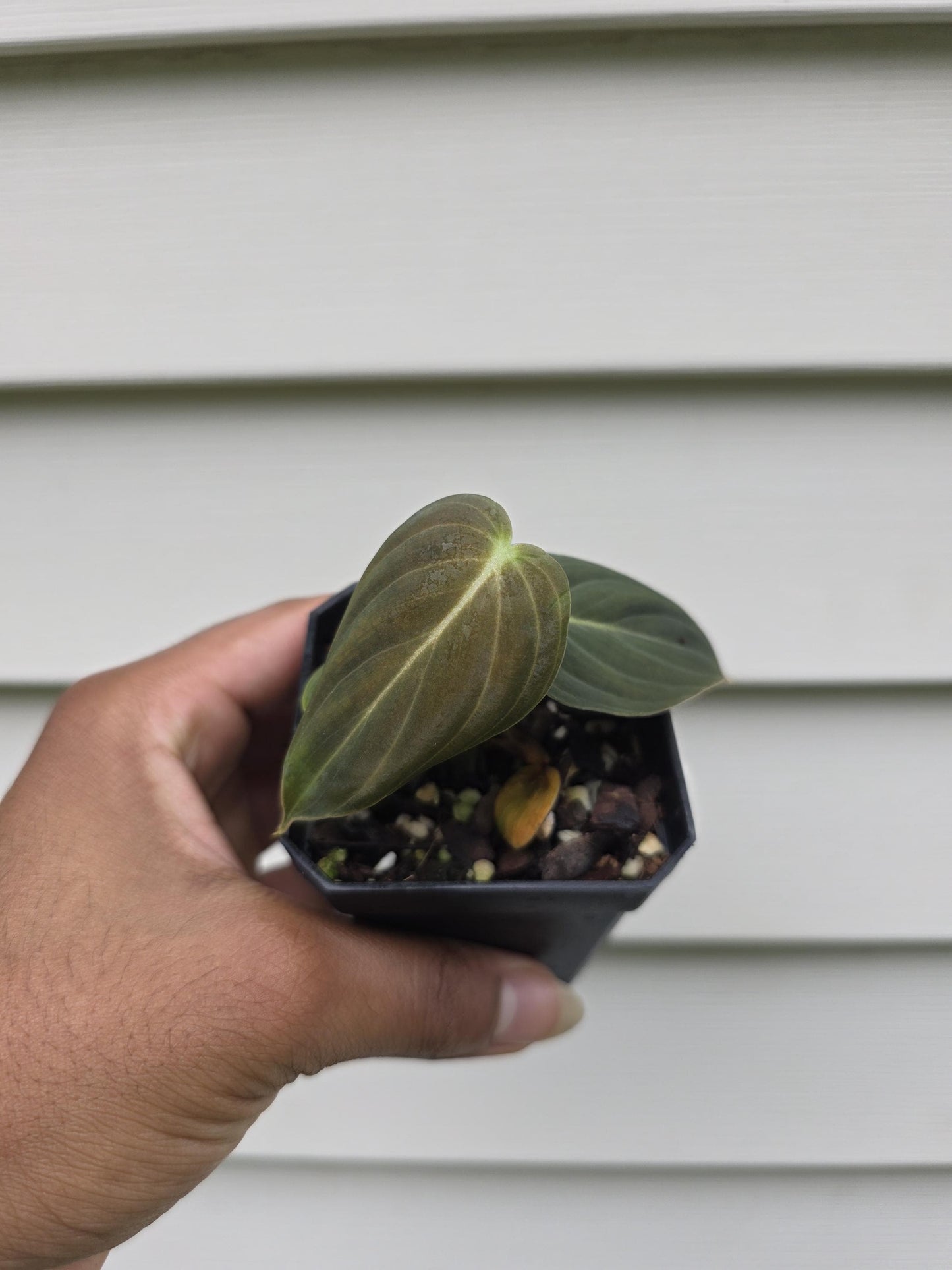 Philodendron melanochrysum (non-exact)