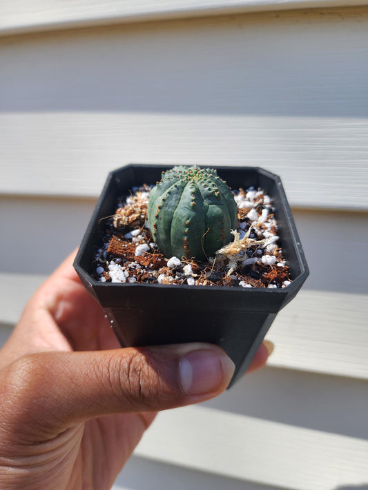 Euphorbia obesa (non-exact)