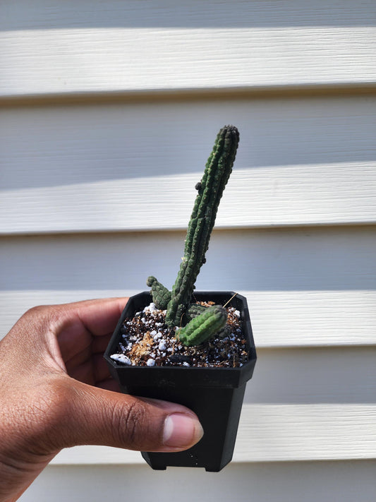 Echidnopsis Nubica (non-exact)