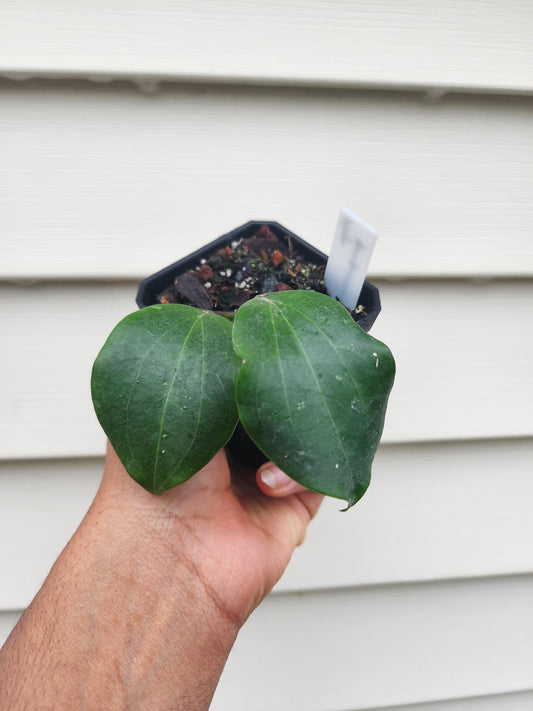 Hoya quinquenervia (non-exact)