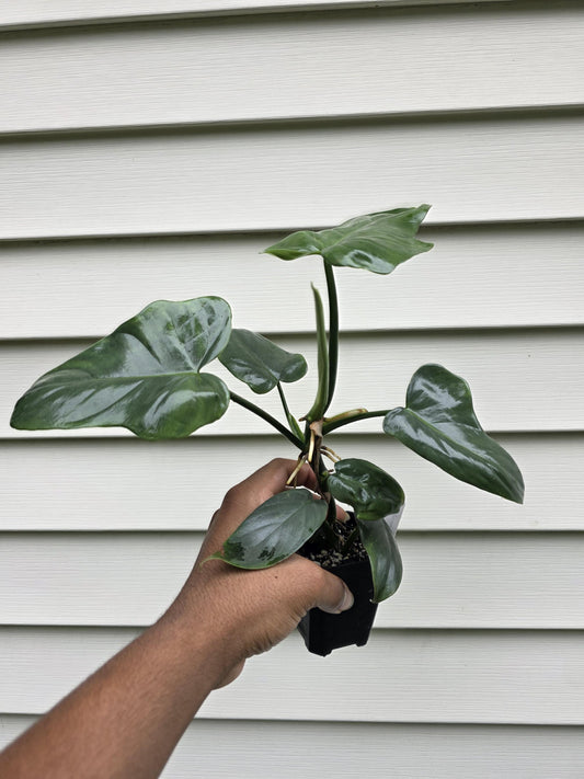 Philodendron bipennifolium (non-exact)