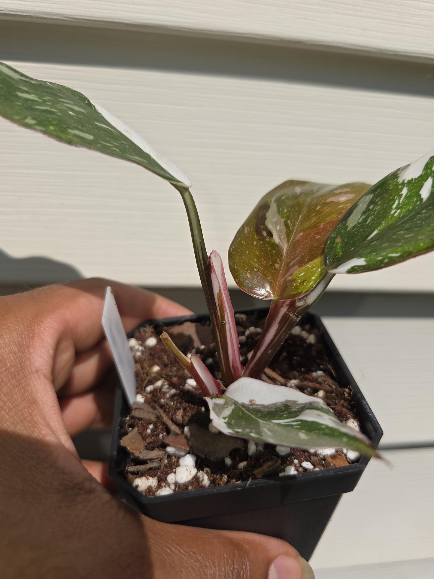 Philodendron erubescens 'Red Medusa' (non-exact)