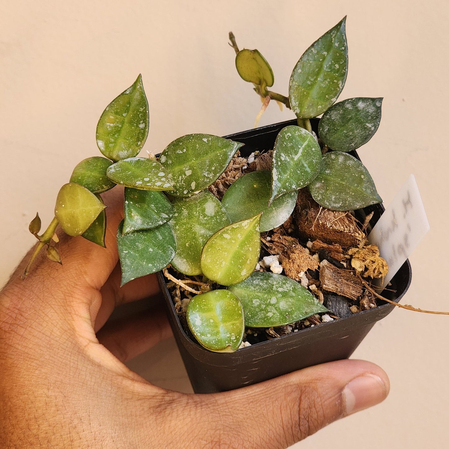 Hoya krohniana 'Splash' (non-exact)