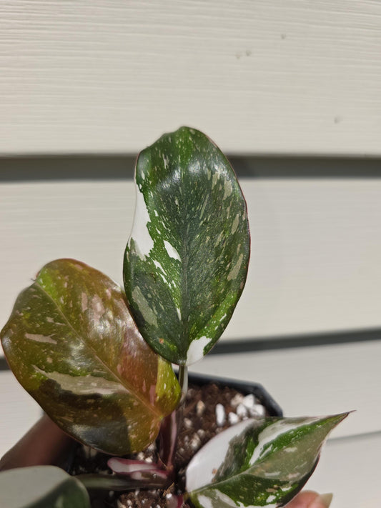Philodendron erubescens 'Red Medusa' (non-exact)