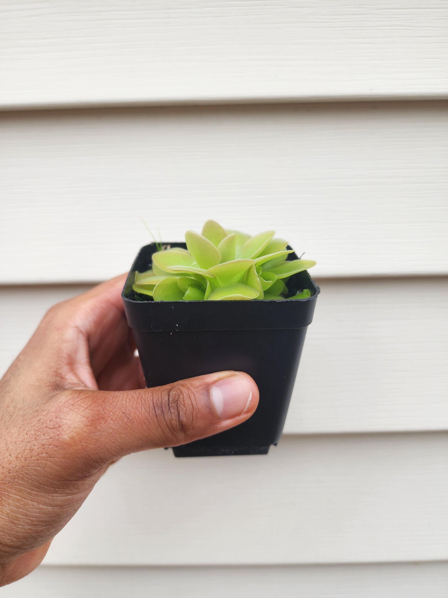 Pinguicula hybrid (non-exact)