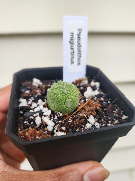 Pseudolithos migiurtinus (non-exact)