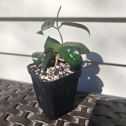 Hoya verticillata (parasitica) 'Black Margin' (non-exact)