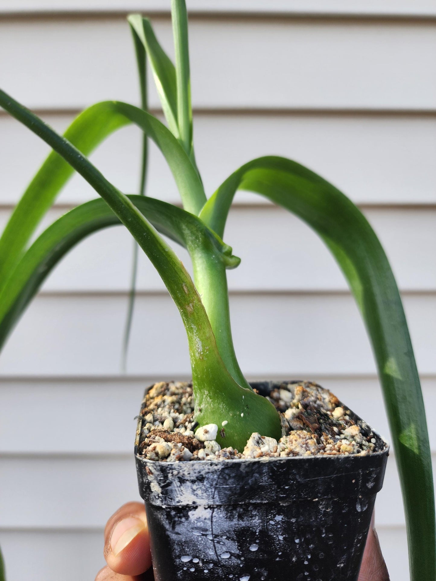 Albuca bracteata (syn. Ornithogalum longebracteatum; non-exact)